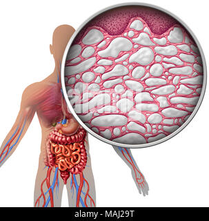 Interstitium human body anatomy with organs concept as connective tissue with comparments filled with fluid as a microcopic close. Stock Photo