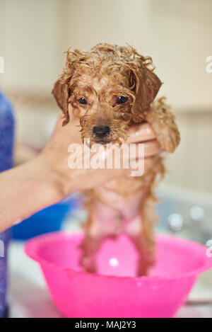 Wet brown puppy dog taking shower. Cleaning dog service Stock Photo