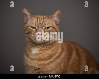 Ginger Cat posing against a studio backdrop Stock Photo