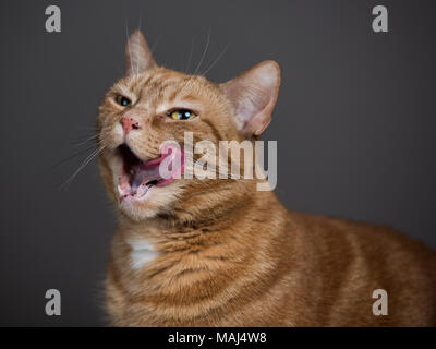 Ginger Cat posing against a studio backdrop Stock Photo