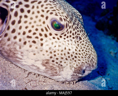 This close-up image of the head of a giant pufferfish (Arothron stellatus: length of whole animal 80 cms.) shows its dark spotted skin with no scales, large eyes and a permanently open mouth.The species is found in the Indo-Pacific region, including the Red Sea and the Persian Gulf, where it lives a solitary existence in sandy areas near coral reefs, feeding on molluscs, crustaceans, sponges and coral polyps. Its skin and some of its internal organs contain a powerful tetrodotoxin which can cause death if eaten. To deter predators, it can double its size by swallowing water.  Egyptian Red Sea. Stock Photo