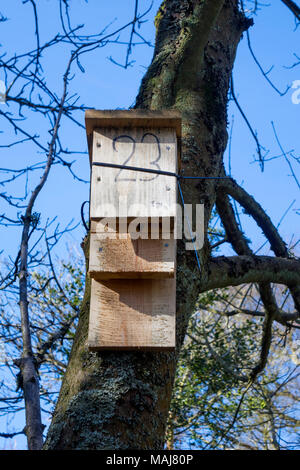 A wooden bat box mounted on a tree  at Ravenscar Peakside North Yorkshire showing bat entry Stock Photo