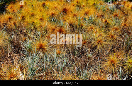 Coastal grass species Spinifex littoreus or Beach Spinifex, usually found on beaches. Stock Photo