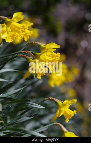 Yellow Spring Daffodils Growing in Seaton Park, Aberdeen, Scotland, UK. Stock Photo