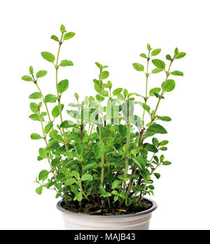 Fresh oregano plant or bush in aslant pot, isolated on white background. Fresh herb or cooking ingredient. Stock Photo