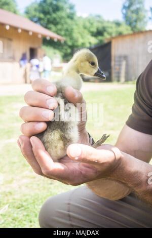 Little fluffy goose in man's hands in a farm in summer. Stock Photo