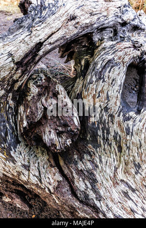 Abstract image of an old weathered tree stump in northern Oregon. Stock Photo