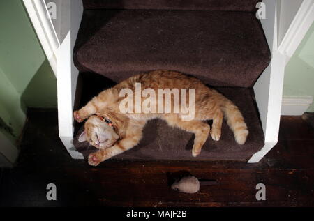 Ginger cat playing on stairs Stock Photo