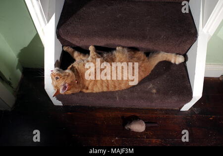 Ginger cat playing on stairs Stock Photo