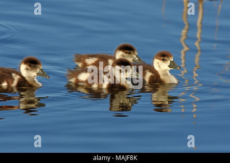 Egyptian goose goslings swim in the water Stock Photo