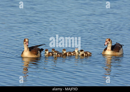 Egyptian goose family in the water Stock Photo