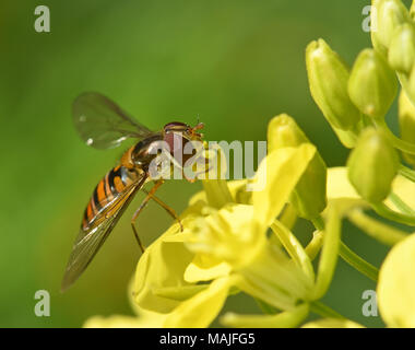 Hover fly on yellow flower Stock Photo