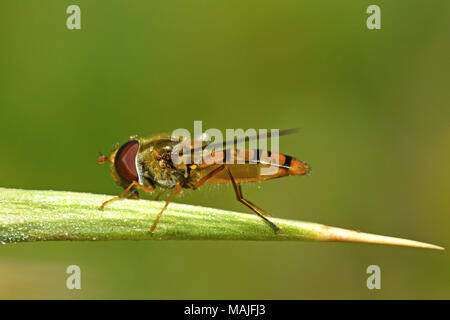 Hover fly on thorn Stock Photo