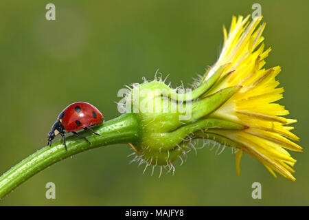 Ladybug going down on stem Stock Photo