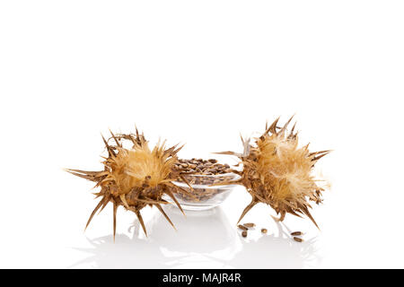Dried Milk Thistle flowers with seeds isolated on white background. Medicinal plant. Stock Photo