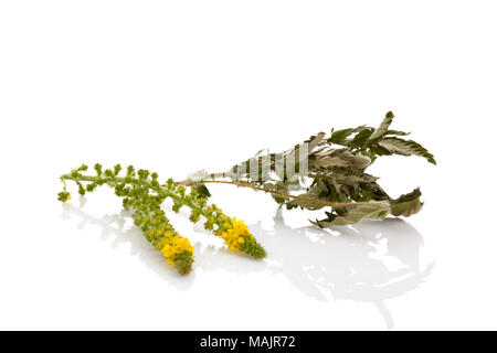 Common agrimony flower with dried leaves isolated on white background. Herbal remedy. Medicinal plant. Stock Photo