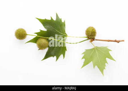 Platanus tree, sycamore leaves and flowers isolated on white background from above. Stock Photo