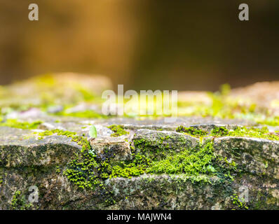 Leafcutter ant and green moss on ancient rock wall Stock Photo
