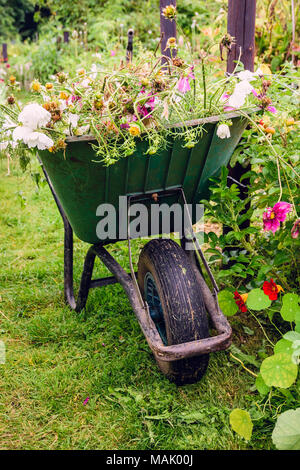 A wheelbarrow full of cuttings is left in a garden Stock Photo