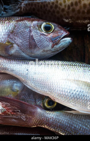 Fresh white snapper fish detail Stock Photo