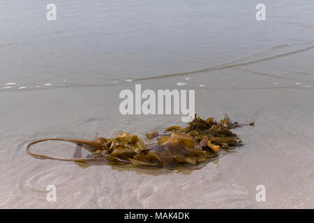 Bull kelp, Nereocystis luetkeana, on Mackenzie Beach, Tofino, BC, Canada Stock Photo