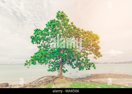 Old leaned Sea Almond tree on sea shore with sunlight Stock Photo