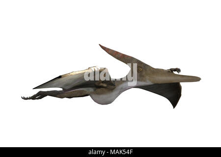 Pteranodon isolated on white, 3d render Stock Photo