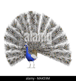 Beautiful Peacock isolated on white, 3d render Stock Photo