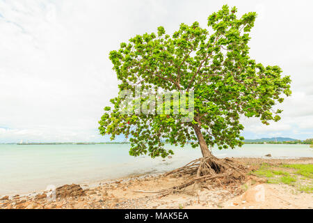 Old leaned Sea Almond tree on sea shore Stock Photo