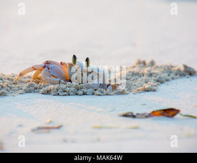 A crab peeping out of his hideout Stock Photo