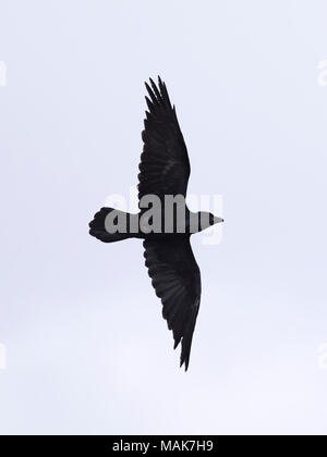 A Raven (Corvus corax)  in flight over Gloucestershire Stock Photo