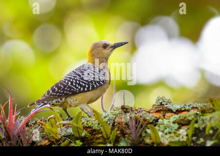 Hoffmann's Woodpecker - Melanerpes hoffmannii, beautiful yellow black woodpecker from Central America, Costa Rica forest. Stock Photo