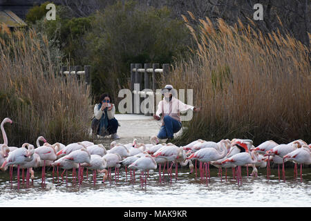 Female tourists posing with the pink Flamingos in the Camargue, France. Stock Photo