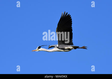Grey Heron in flight. Stock Photo