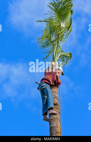 MOROCCO MARRAKECH MAN AT THE TOP OF A HIGH PALM TREE CUTTING THE FRONDS AND THEN ABSEILING DOWN THE TRUNK Stock Photo