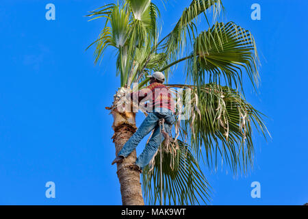 MOROCCO MARRAKECH MAN AT THE TOP OF A HIGH PALM TREE SECURING HIS CHAIN HARNESS OVER CUT PALM FRONDS Stock Photo