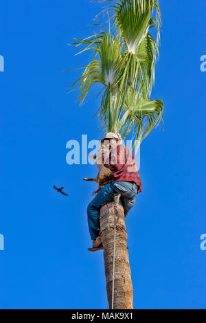 MOROCCO MARRAKECH MAN AT THE TOP OF A HIGH PALM TREE TRIMMING THE FRONDS Stock Photo