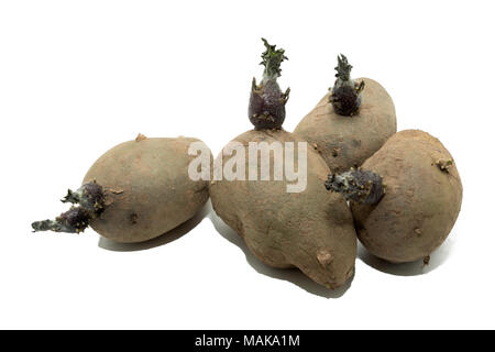 Sprouting Charlotte seed potatoes isolated on a white background. Stock Photo