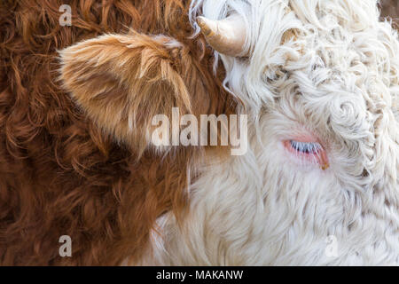 Abstract close up detail of Highland cattle cow in Isle of Skye, Scotland, UK in March Stock Photo