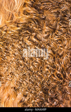 Abstract close up detail of hair of Highland cattle cow in Isle of Skye, Scotland, UK in March Stock Photo
