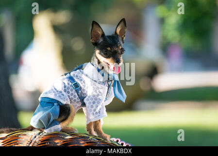 Little doA dog in stylish clothes for a walk.g in clothes Stock Photo