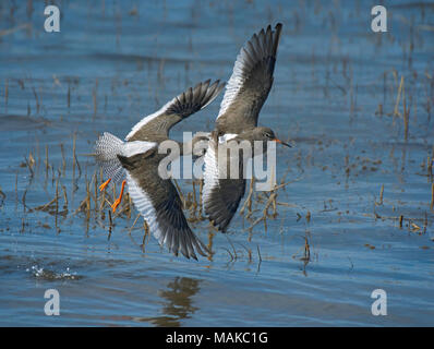 Redshank, Tringa totanus, mating, Morecambe Bay, Lancashire, UK Stock Photo