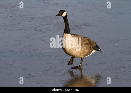 Canada Goose (Branta Canadensis) walking on Ice, United Kingdom Stock Photo