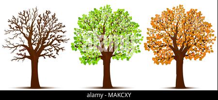 Seasons of tree  vector Stock Vector