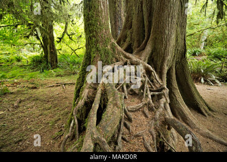 WA13988-00...WASHINGTON - A complicated mat of roots from a line of trees which started life on a nurse log along the Hall of Mosses Nature Trail in O Stock Photo