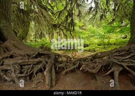 WA13989-00...WASHINGTON - A complicated mat of roots from a line of trees which started life on a nurse log along the Hall of Mosses Nature Trail in O Stock Photo