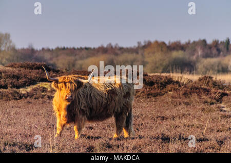 Scottish Higland cow on the Moorlands of the Dutch Province of Drente, shot on a spring evening during magic hour. Stock Photo