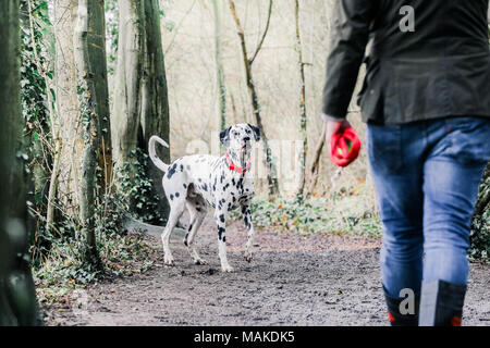 Dalmatian dog out for a walk in the countryside, UK Stock Photo