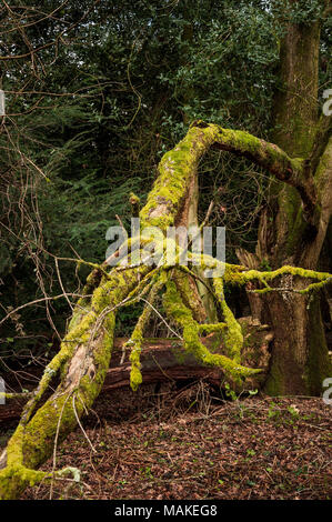 Moss growing on a fallen tree branch in a dark forest Stock Photo