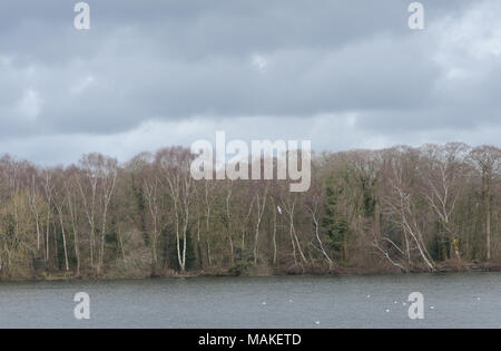 Silver birch (Betula pendula)  trees in late winter on the banks of an old gravel pit that is now part of Sevenosks Wildlife Reserve. Stock Photo